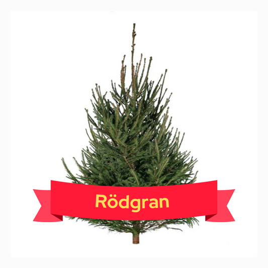 Rödgran